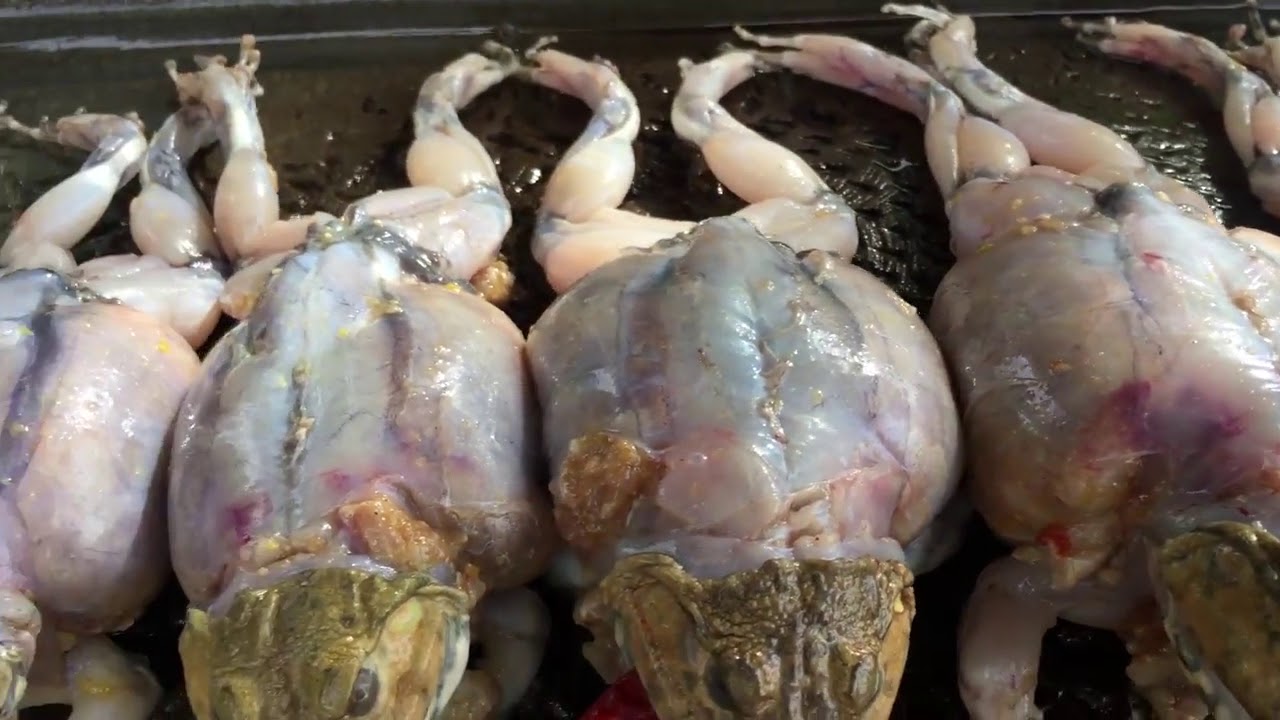 Catch n Cook Frog Recipe   Cooking Frog on a Rock Recipe for Dinner Eating Delicious