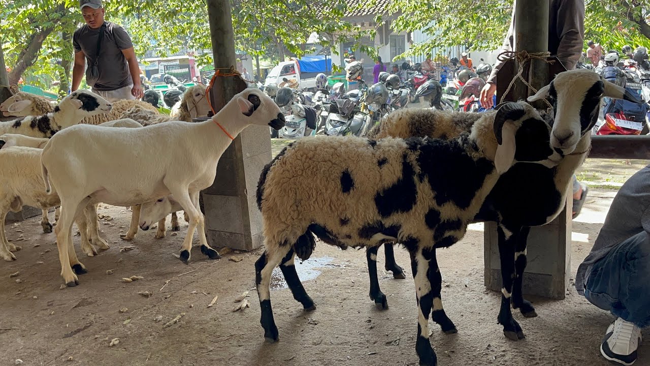 RAME BANYAK DOMBA TURUN DI PASAR HEWAN TEMAGGUNG 