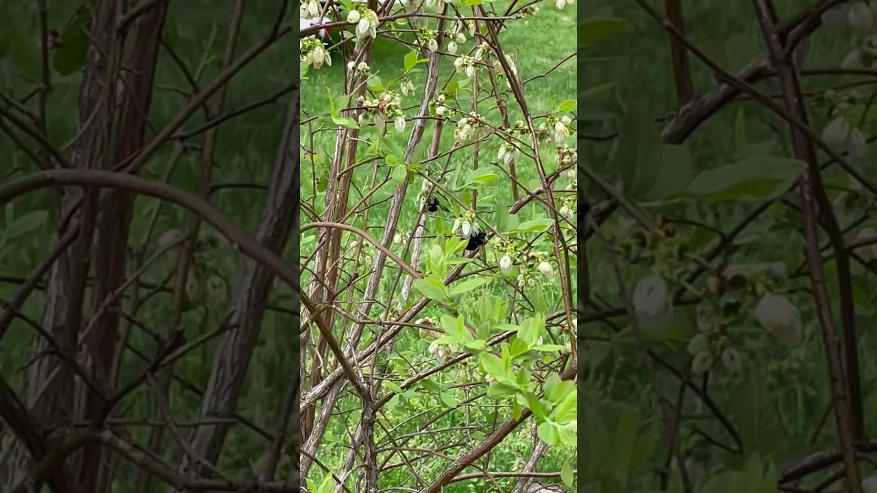 Nature&rsquo;s Buzz: Blueberry Bees 🐝💙