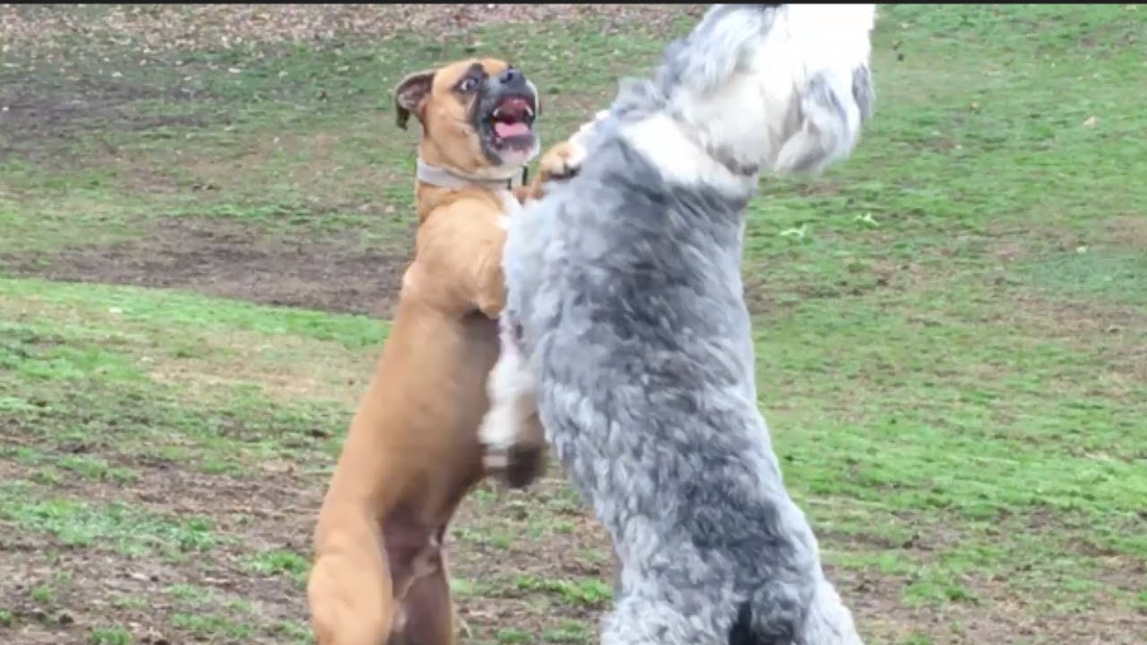A Boxer Struggles With an Old English Sheepdog