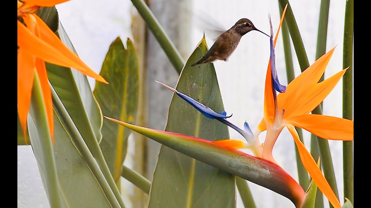 Hummingbird Drinks Nectar From Bird of Paradise Bloom