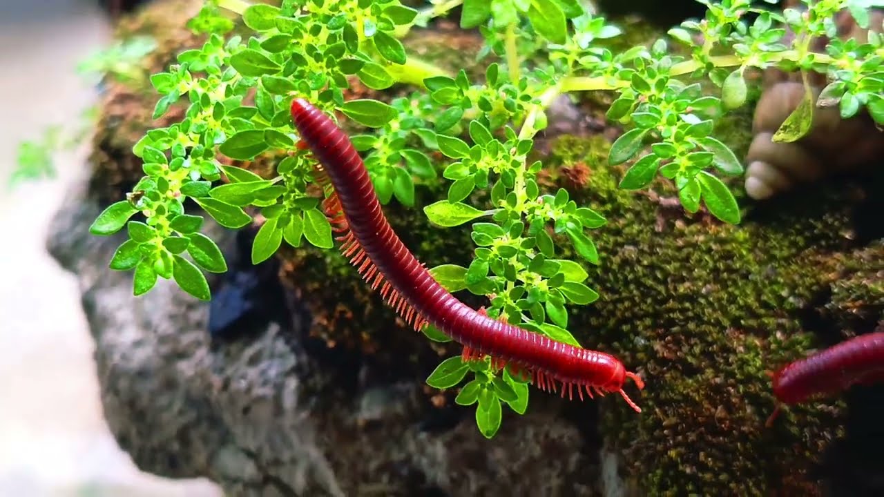 The secret companionship of a millipede and a snail ​#RareEncounters #oddlysatisfying #friendship