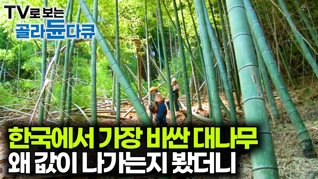일반 대나무 3배. 성인 남성 허벅지 둘레의 값비싼 맹종죽 300그루 수확 현장｜대나무계 거물 거제 맹종죽｜극한직업｜#골라듄다큐