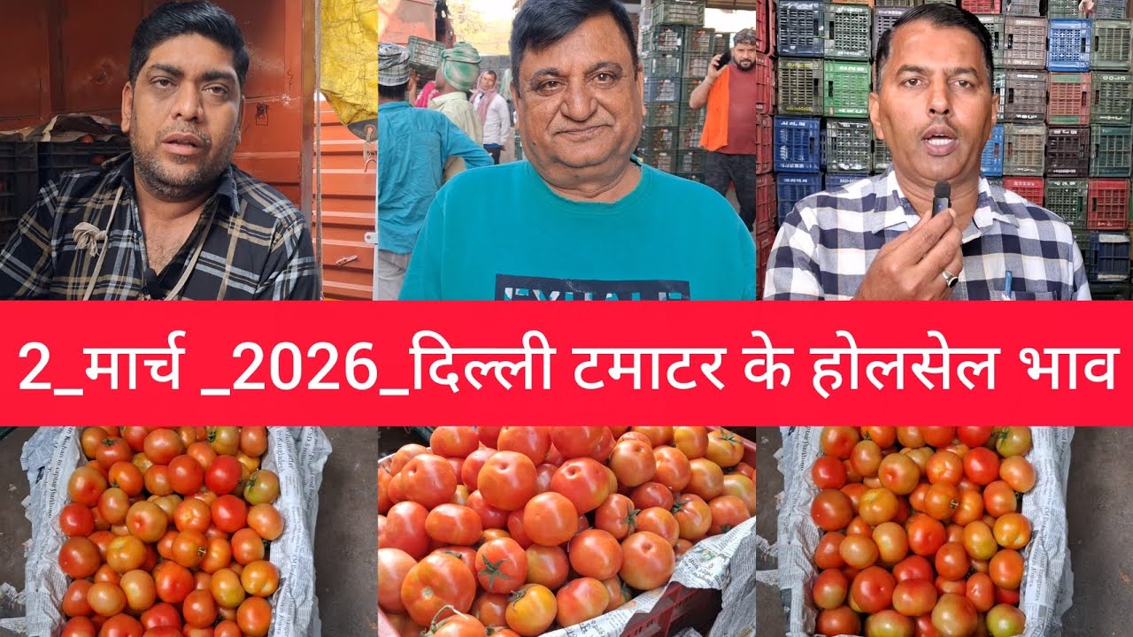 March 2, 2026 दिल्ली 🍅टमाटर के भाव azadpur Delhi mandi today tomato market price #tomatomarket 