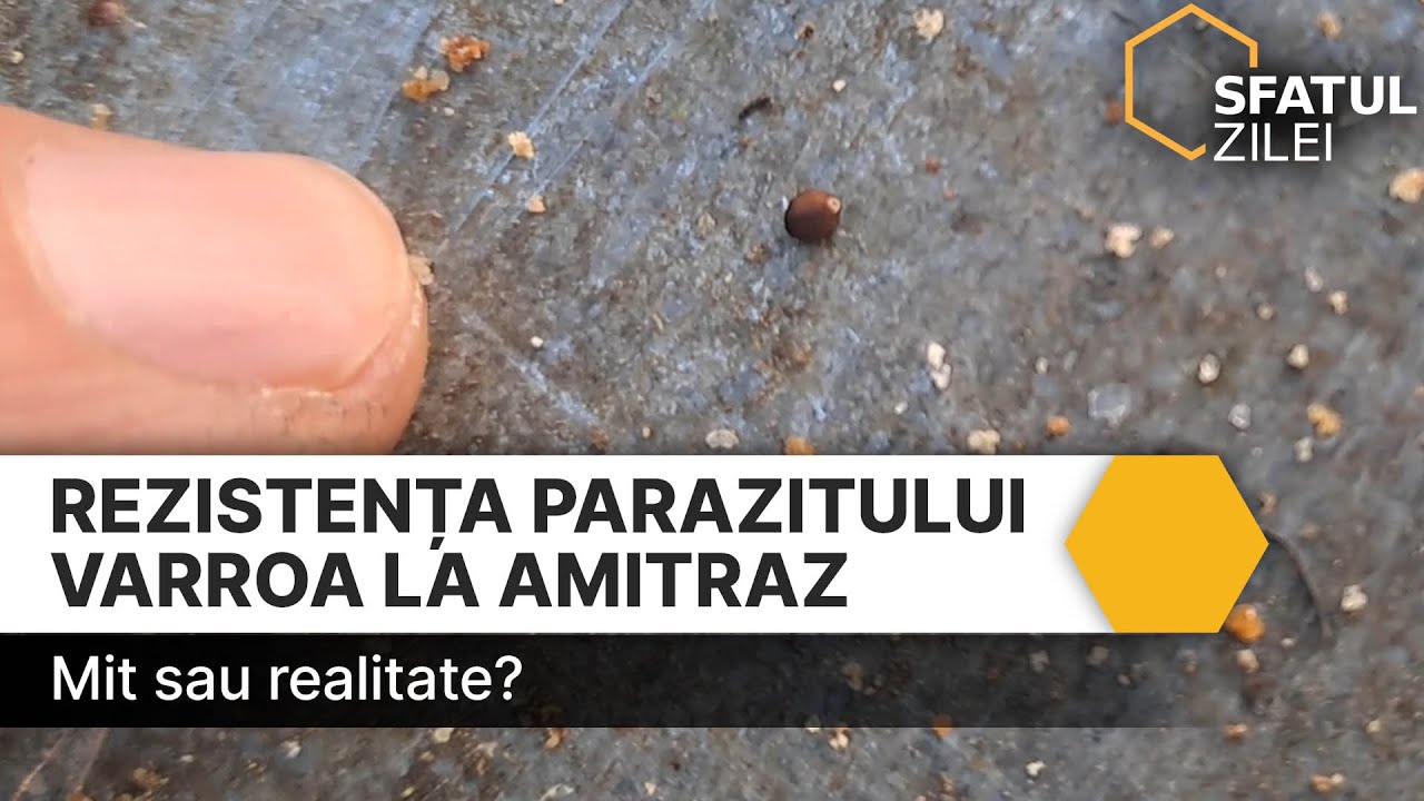 Rezistenta parazitului Varroa la amitraz  Mit sau realitate?