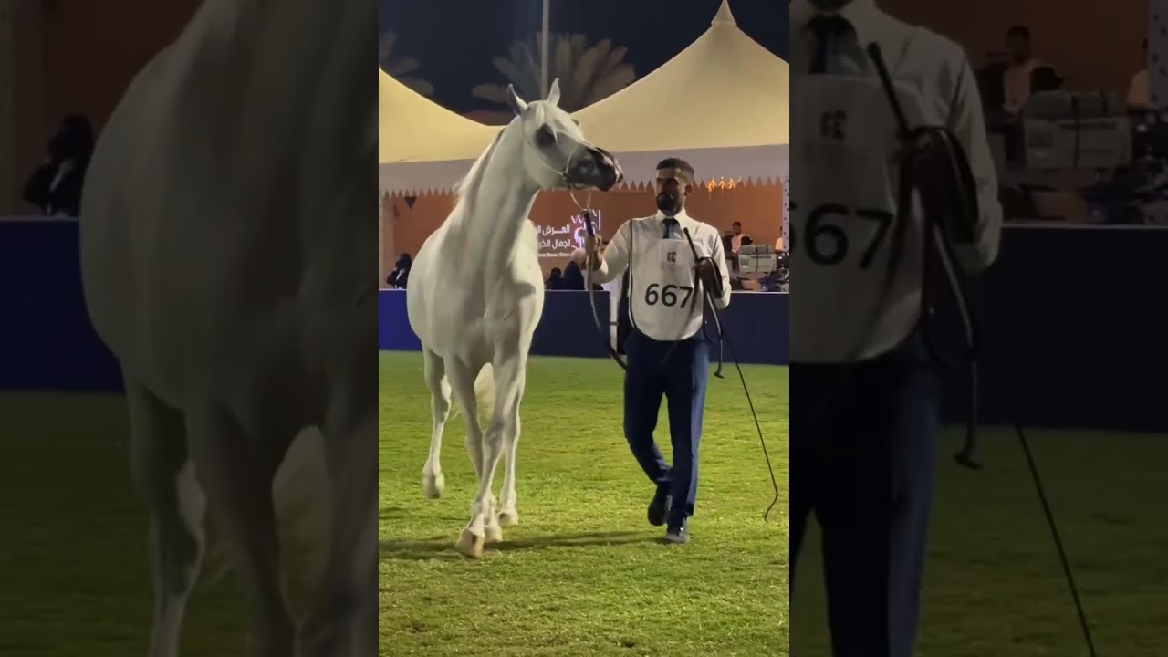The 8th international AHC Show 2025.higher of 10A-stallions 4 to 6 years old -section A