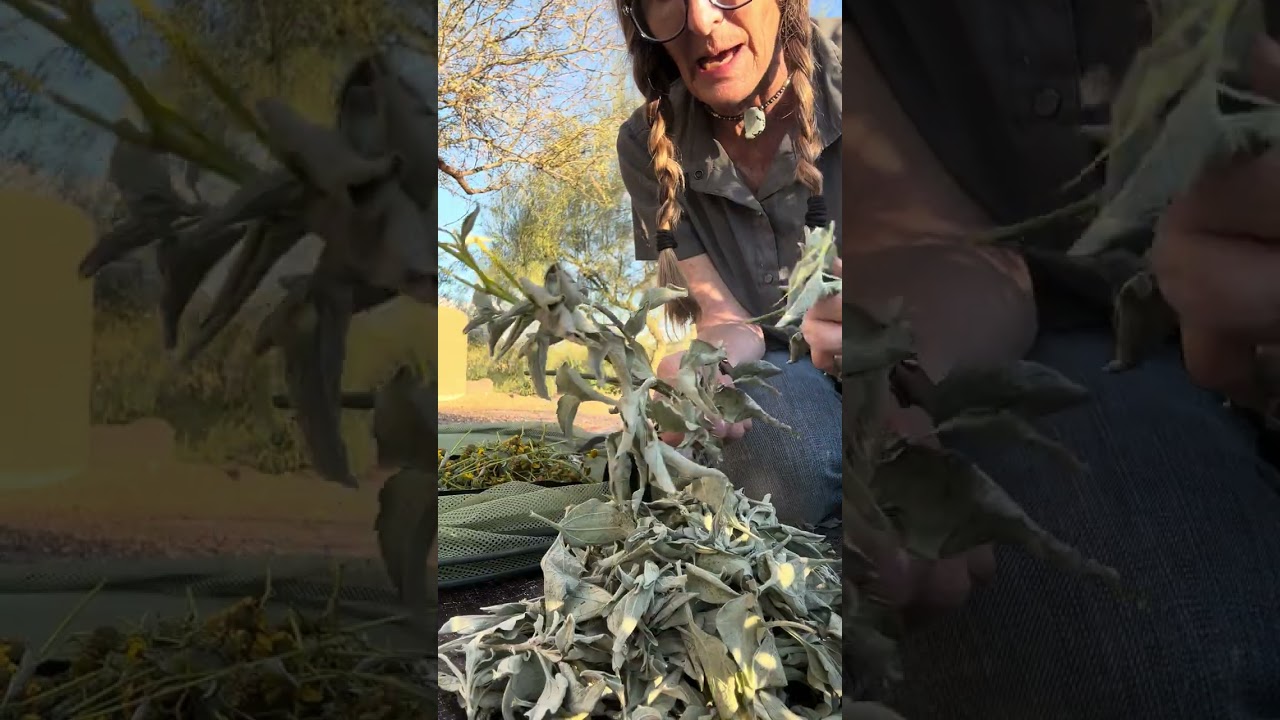 Foraging Brittlebush (Encelia farinosa)