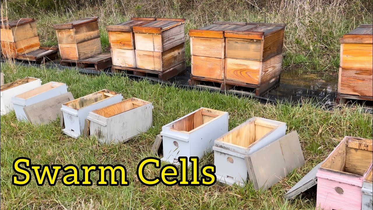 💥 I forgot about 12 hives …… Packed with Swarm Cells and bees.