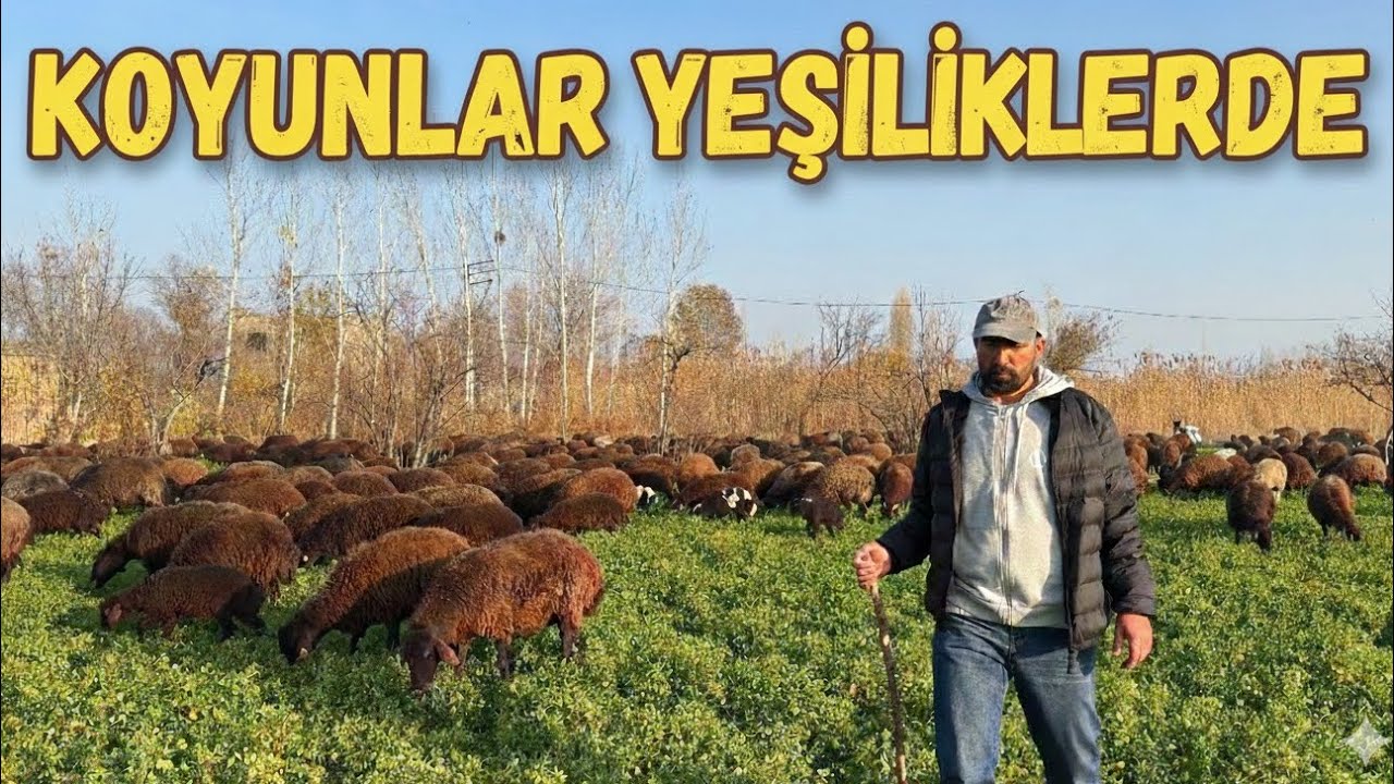 YENİ ENİKLERİ DAĞITTIK | 2026 YILI İÇİN YAYLA KİRALADIK