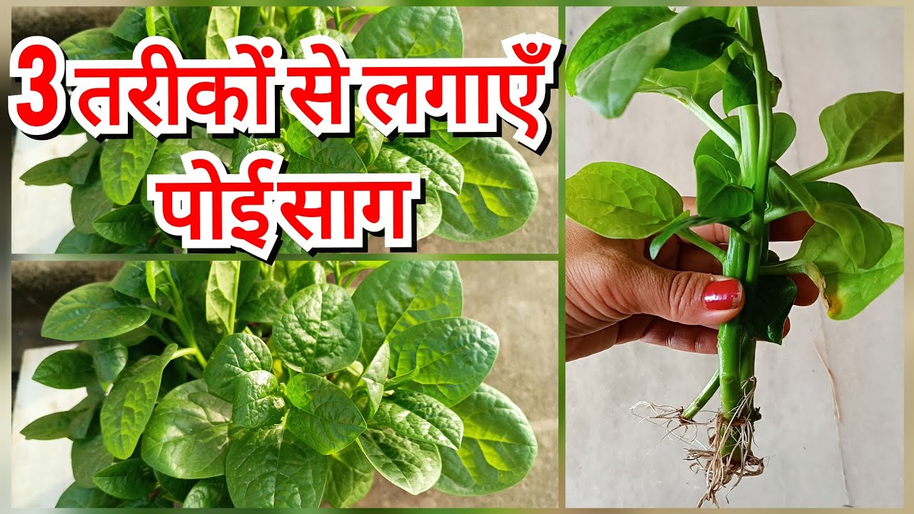 How to grow Malabar spinach // पोई साग को कटिंग से लगाने क आसान तरीका