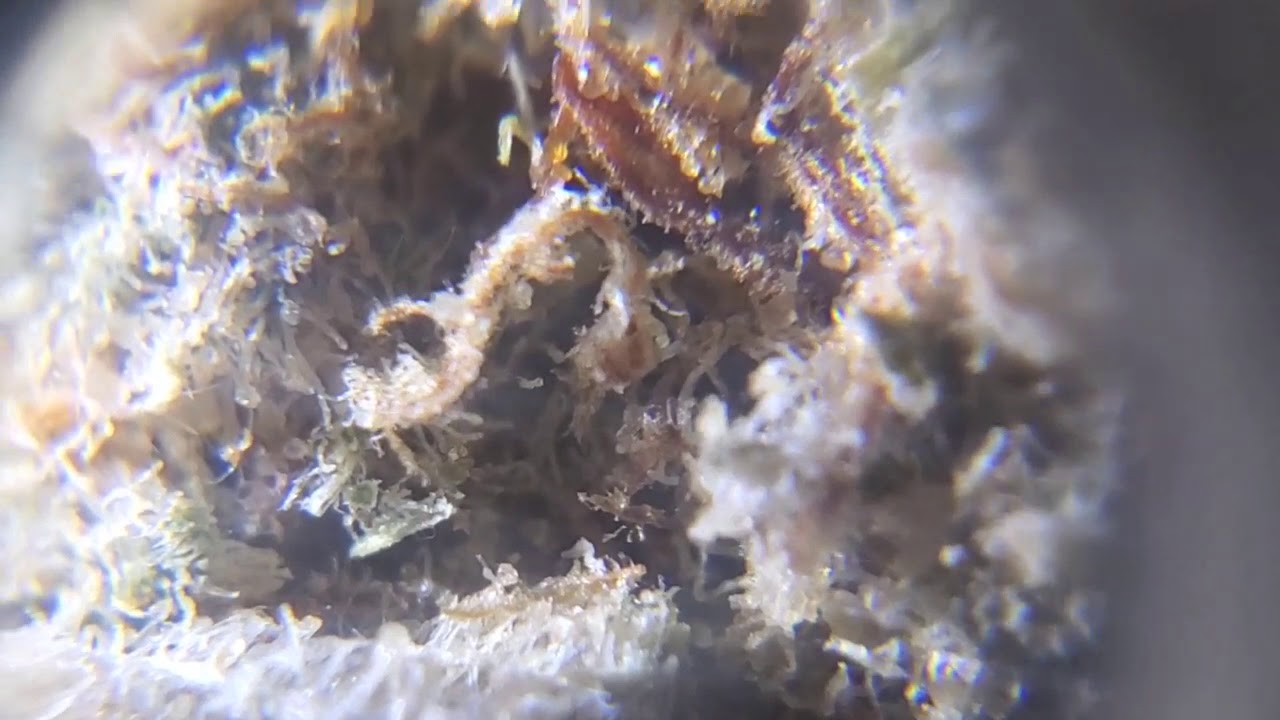 Microscopic footage of dank bud up close