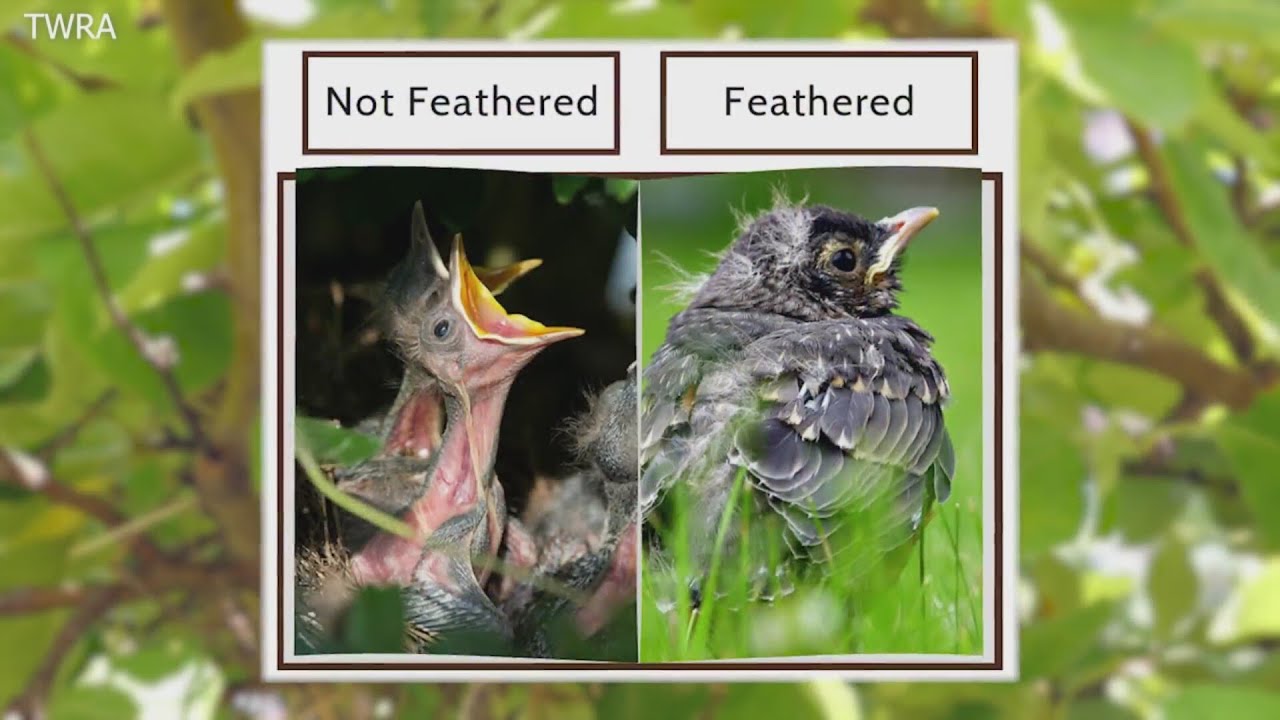 What to do if you find a baby bird on the ground?