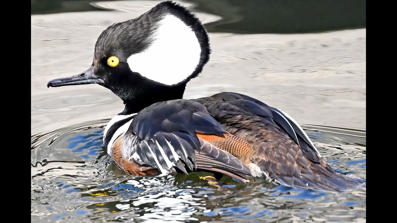 The Hooded Merganser