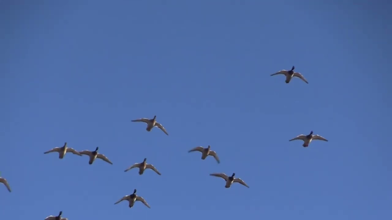 1,400 acre Duck Hunting Property for sale on St. Francis River
