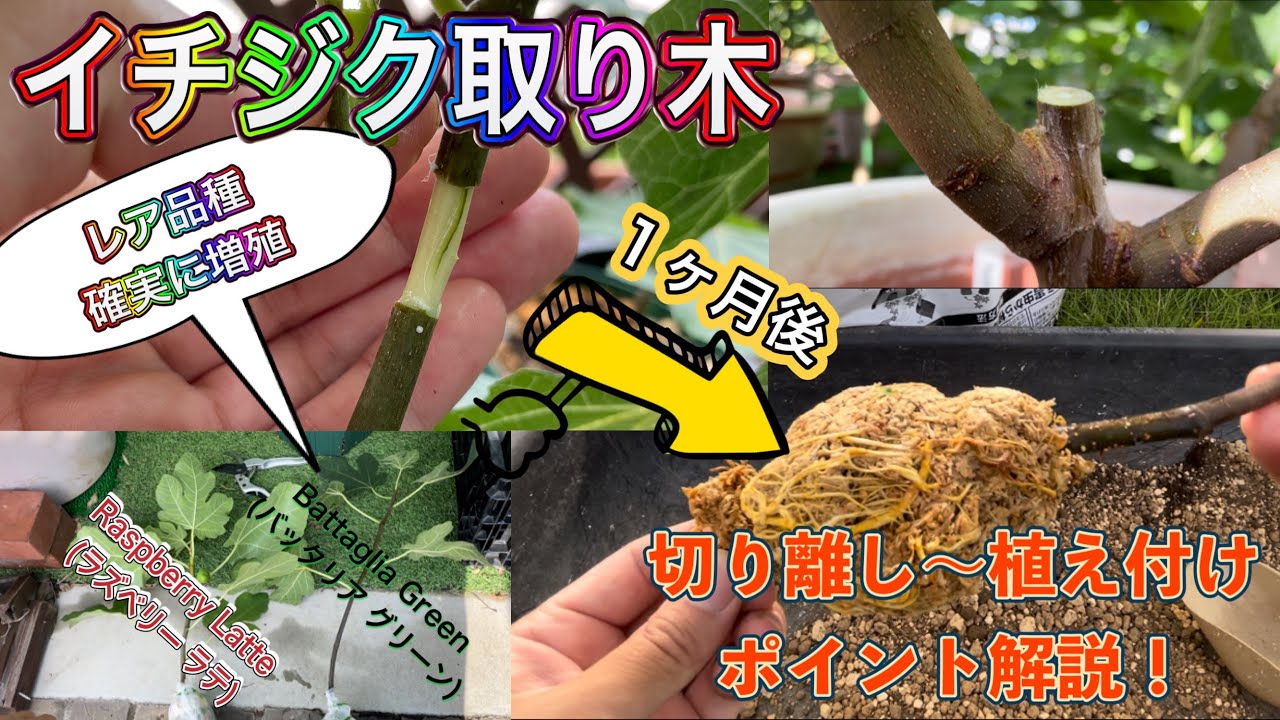 【イチジクの増やし方】挿し木や接木よりも確実？取り木のポイント解説します。1ヶ月でしっかり発根を確認。レア品種を安全に増やす。誰でも簡単にできます。
