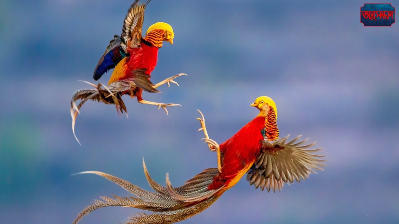 Golden Pheasant : The Most BEAUTIFUL Bird on Planet Earth