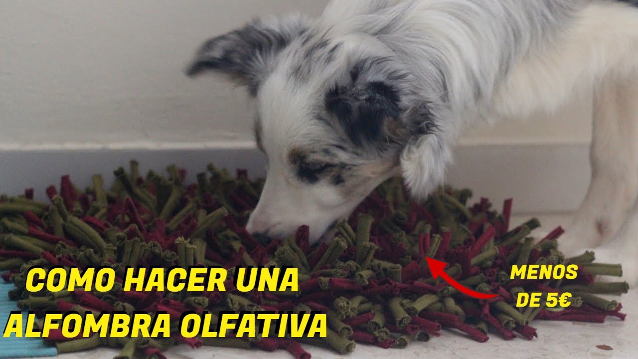 Como hacer una ALFOMBRA OLFATIVA | Maggie Border Collie