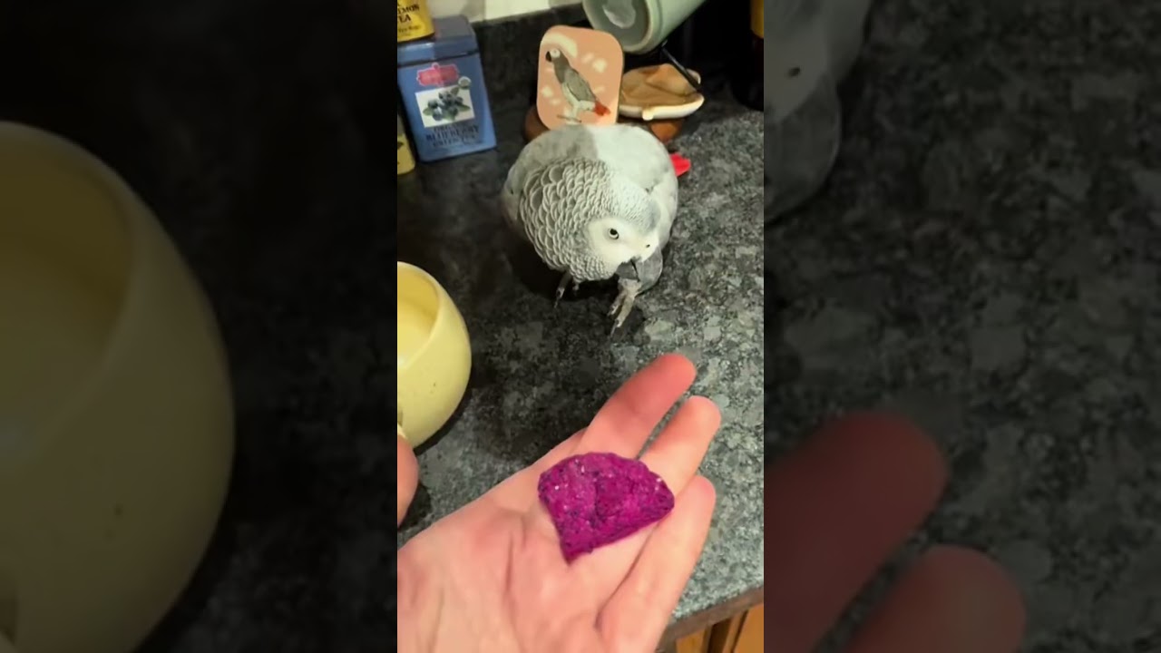 The ingredients in Jack&rsquo;s tea #parrots #birdsofinstagram #africangreyparrot