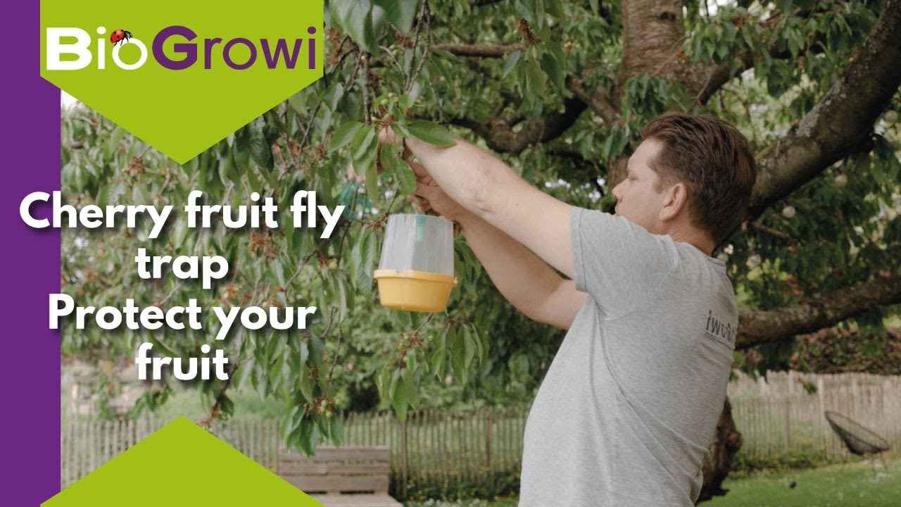 Mcphail cherry fruit fly trap | protect your fruit!