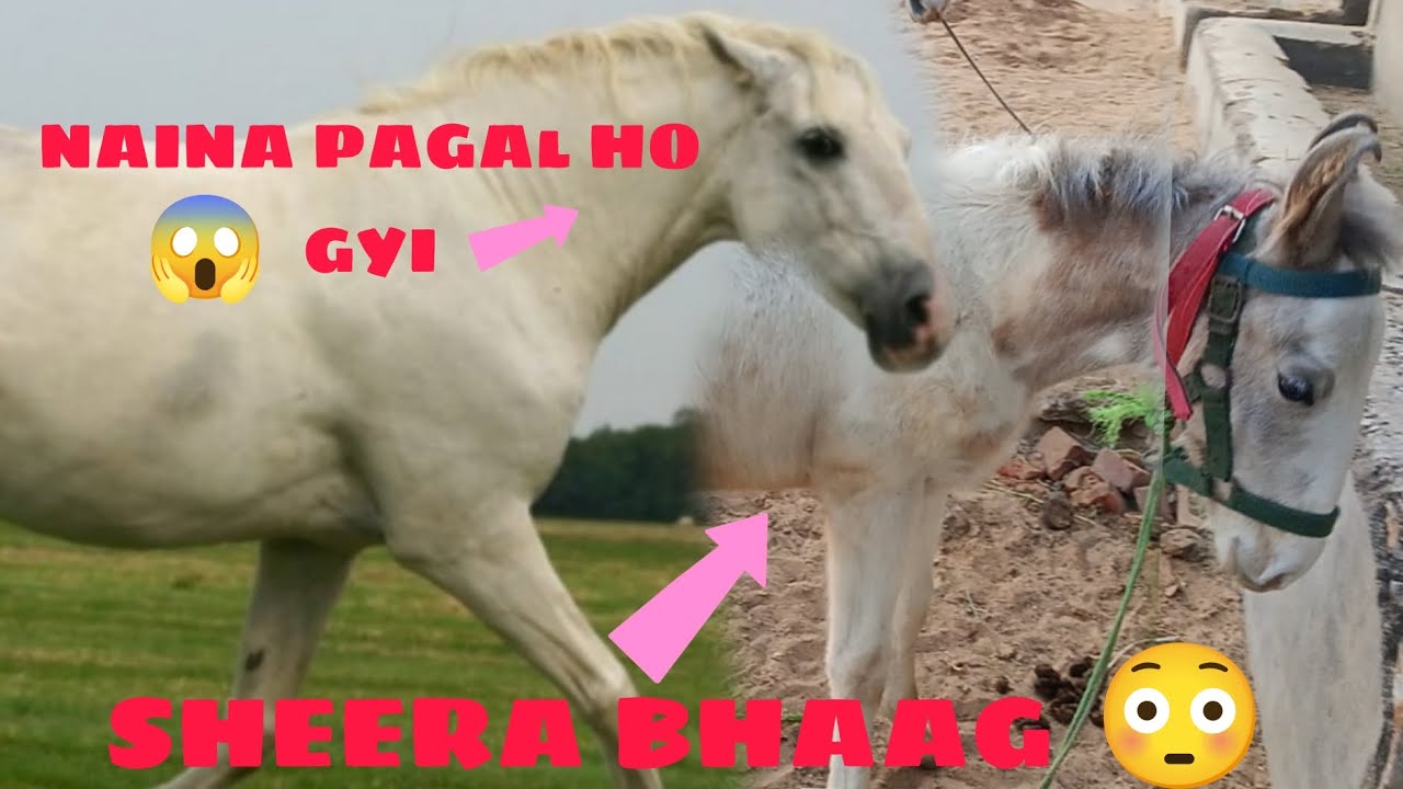 NAINA PAGAL HO GYI 😱 RAAT KO SHEERA KAHA  BHAAGYA 😳😱