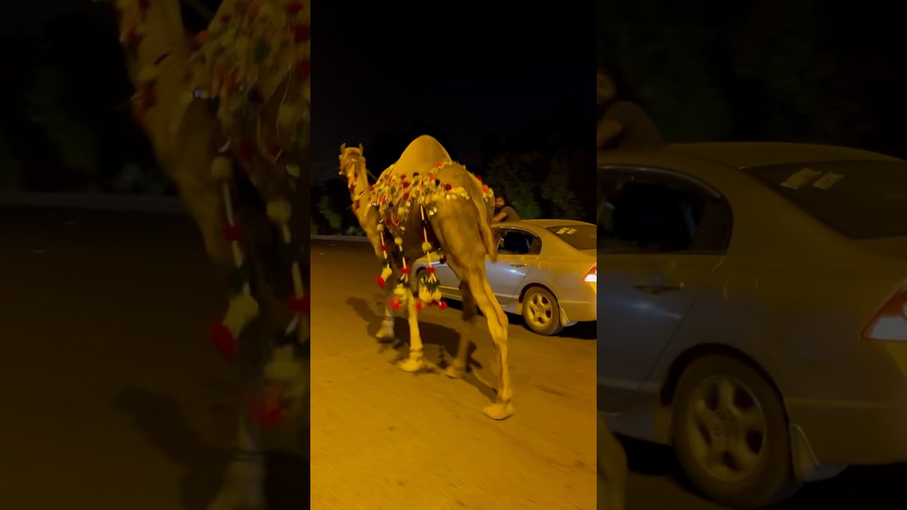 Mandi to home😍❤️qurbani2025❤️😍 #ytshorts #cow #bakraeid #camel #bakra #goat #goatfarm