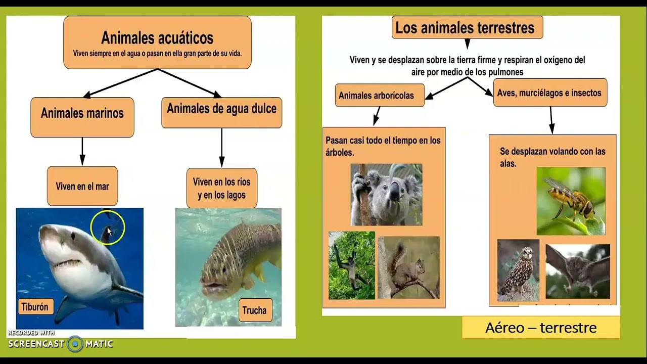 Desplazamiento de los animales.