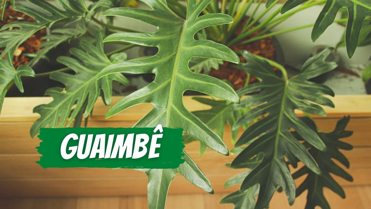 Como Cultivar a Planta GUAIMBÊ