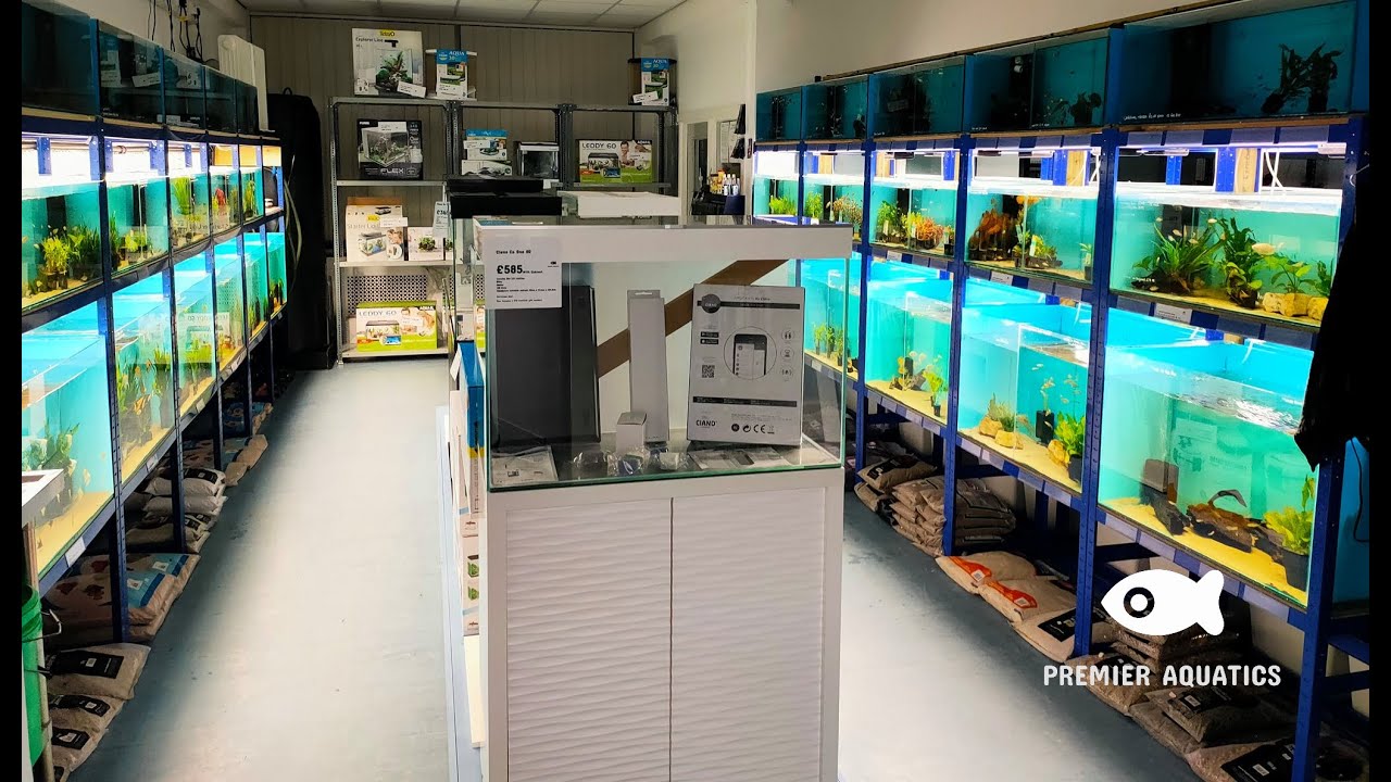 Premier Aquatics Part 2   Staff interview with Jamie