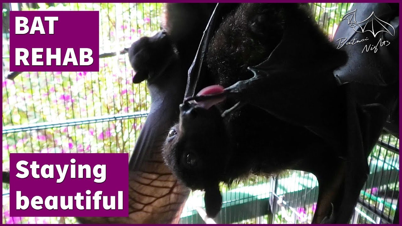 Batty beauty salon