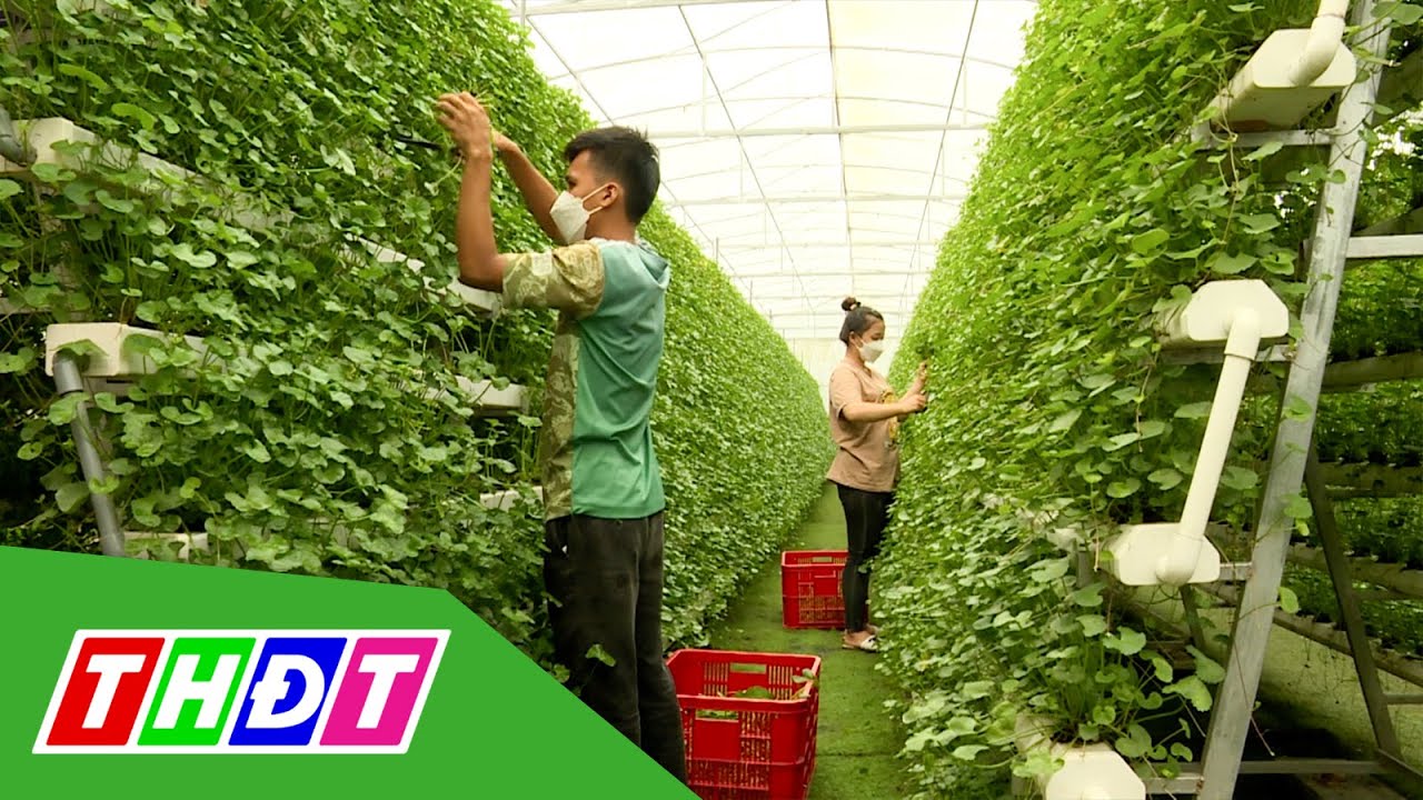 Rau má thủy canh ở huyện Cao Lãnh | Trải nghiệm sản phẩm OCOP - 6/5/2022 | THDT