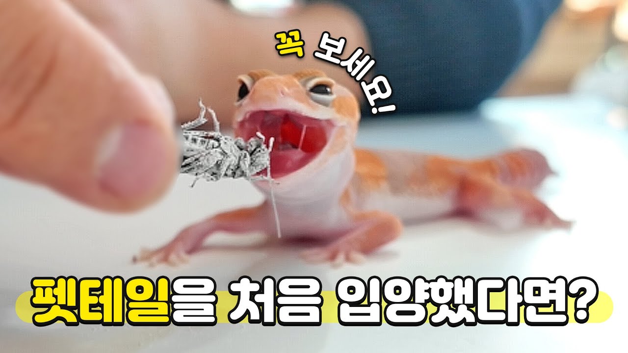 펫테일게코 키우는 방법!? 이 영상으로 한번에 끝내세요!