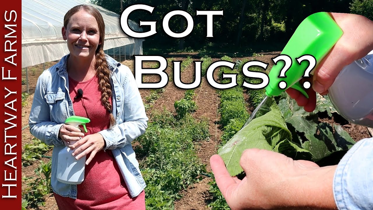 Our Battle With Squash Bugs & Japanese Beetles | All-Natural Garden Bug Control | Heartway Farms