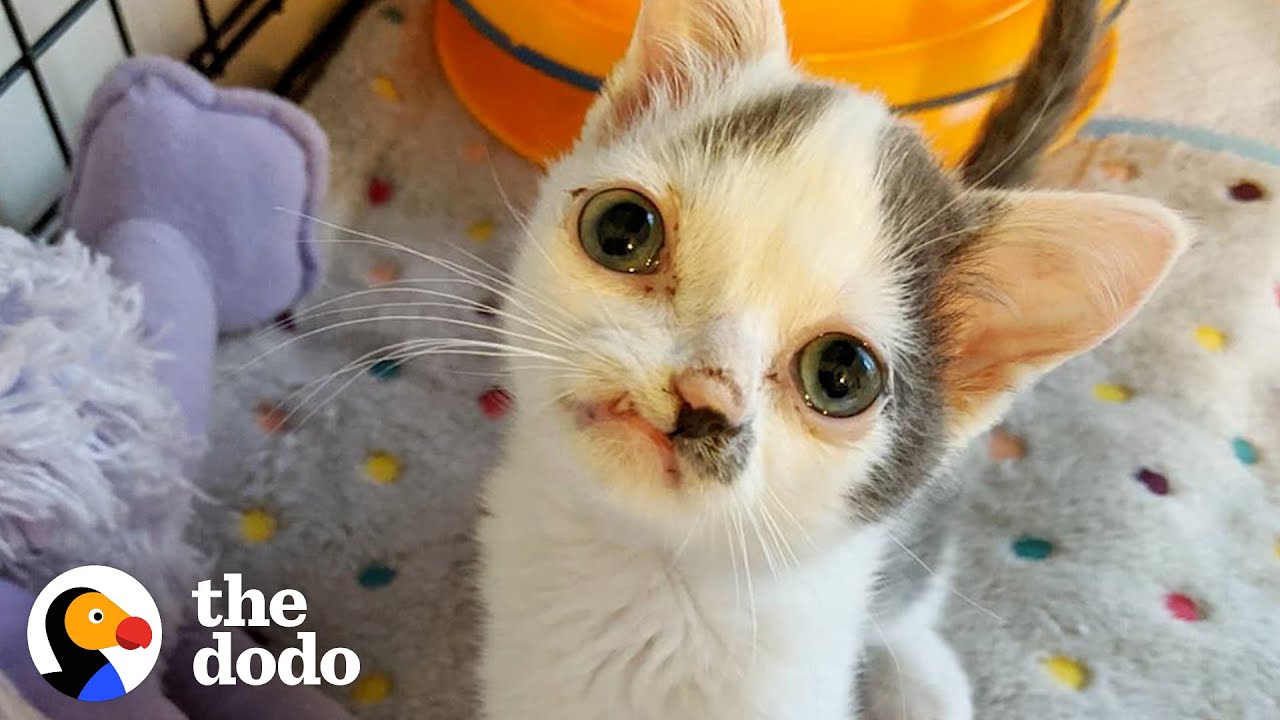 Kitten With Perfectly Imperfect Face Has The Biggest Heart | The Dodo