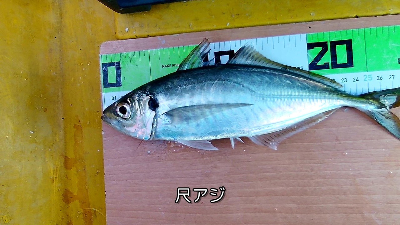 落とし込みでヒラメを狙いに行ったらベイトが尺アジだった
