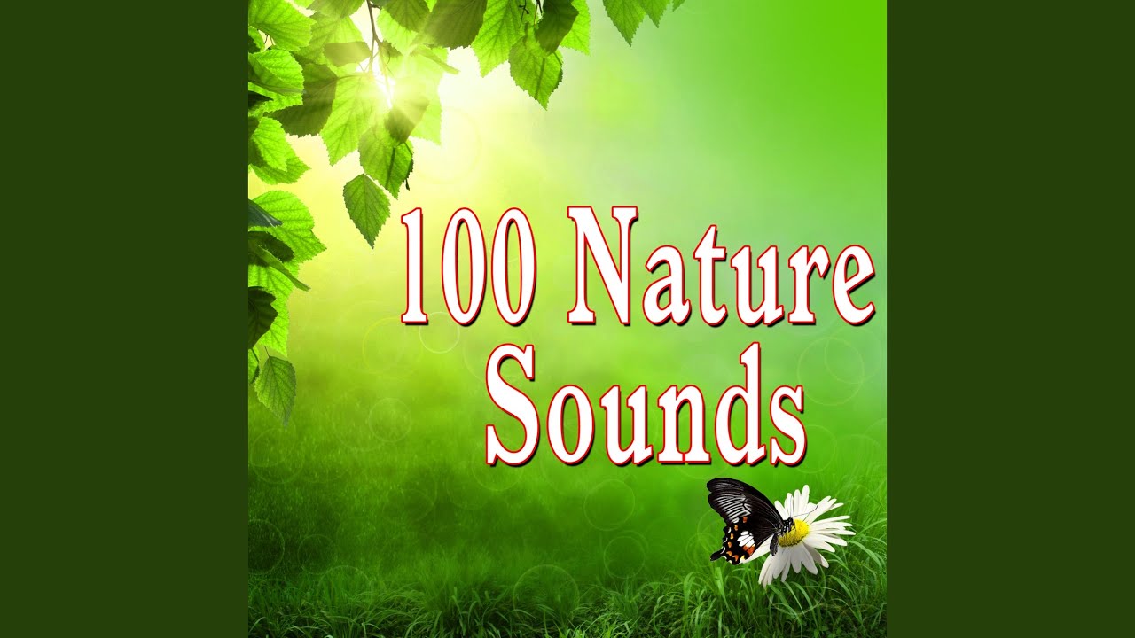 Mid Afternoon Jungle Birds and Insects