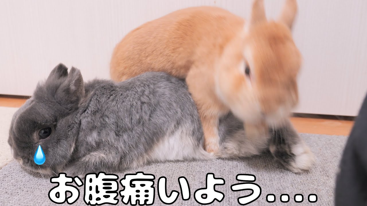 お兄ちゃんにお腹を踏まれてから元気がなくなってしまった妹ウサギ【No.1214】