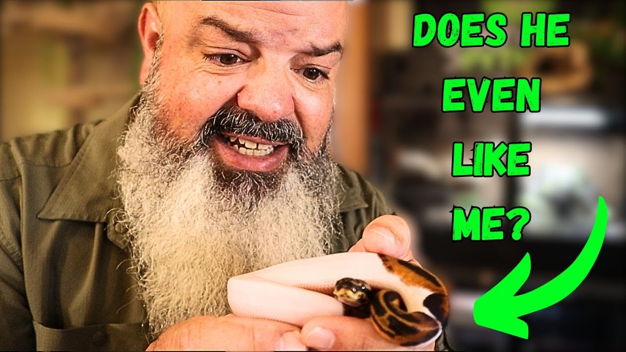 How to Get Your Snake to 