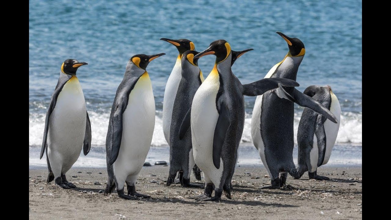 South Georgia, MS Fram, Hurtigruten  expedition trip, January 2020