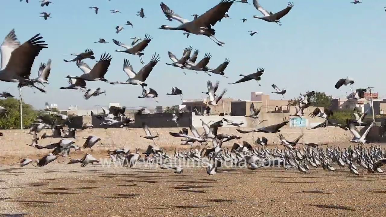 Demoiselle cranes gather at Pakshi Chugga Ghar in Khichan, Rajasthan