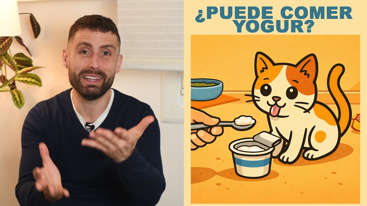 ¿Puedo darle yogur a mi gato en pequeñas cantidades?