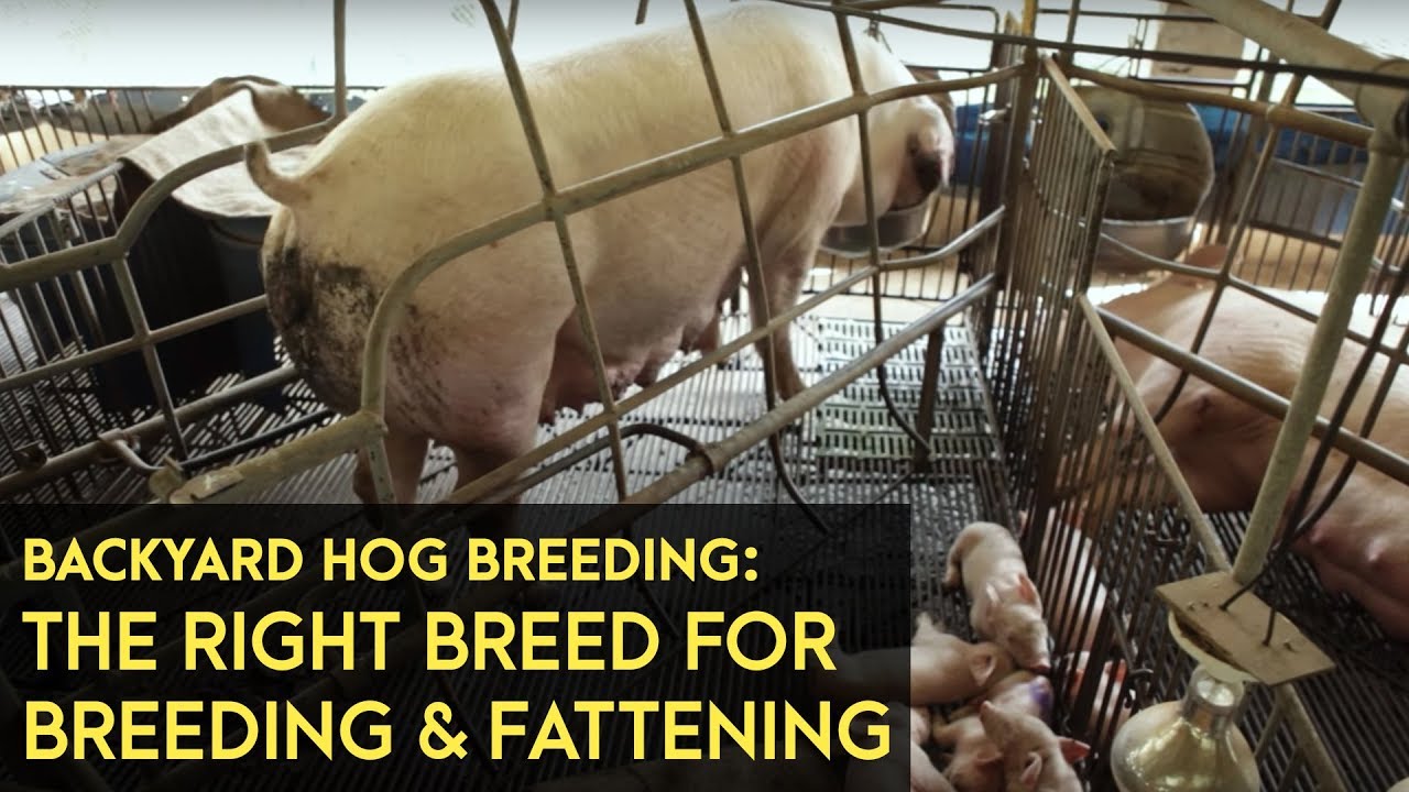 Backyard Hog Breeding: Using the right breeds for breeding, fattening | Agribusiness B-MEG Episode 7