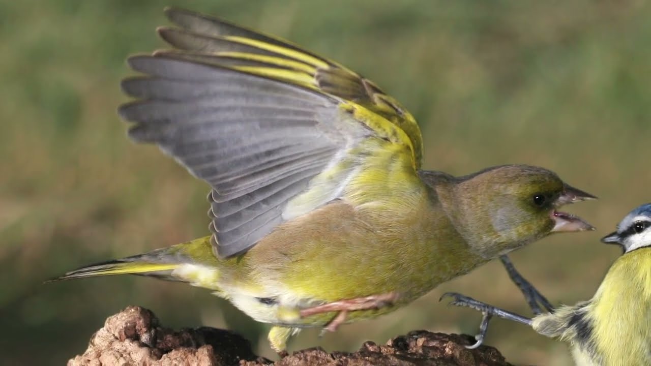 BTO Bird ID - Green finches in your garden