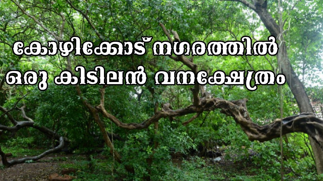 E.P #1.Thurayil Kavu Bhagavathi temple Kozhikode | Kozhikode thurayil kotta | കുരങ്ങൻ കോട്ട |