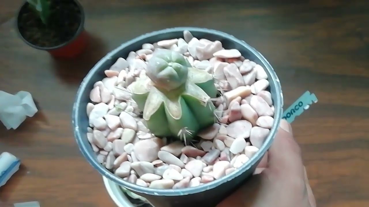 MiCrO INJERTO DE LOPHOPHORA bebé & LOPHOPHORA TAILANDESA Bebé