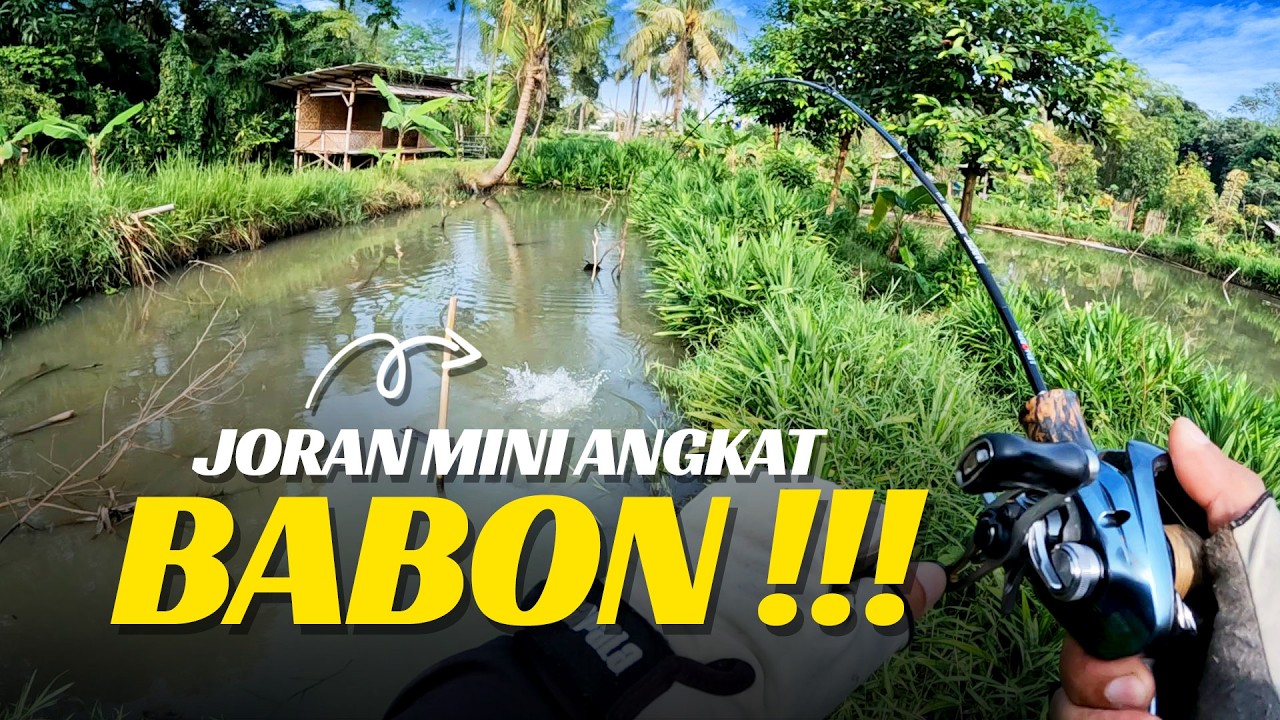 NGANGKAT BABON‼️Pakai Stream Rod Mini LEMOREN🎣