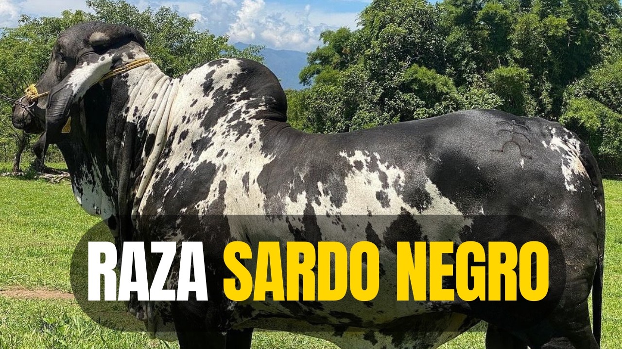 Raza SARDO NEGRO 🐂  | Caracter&iacute;sticas, Peso, Estatura y M&aacute;s 🔥