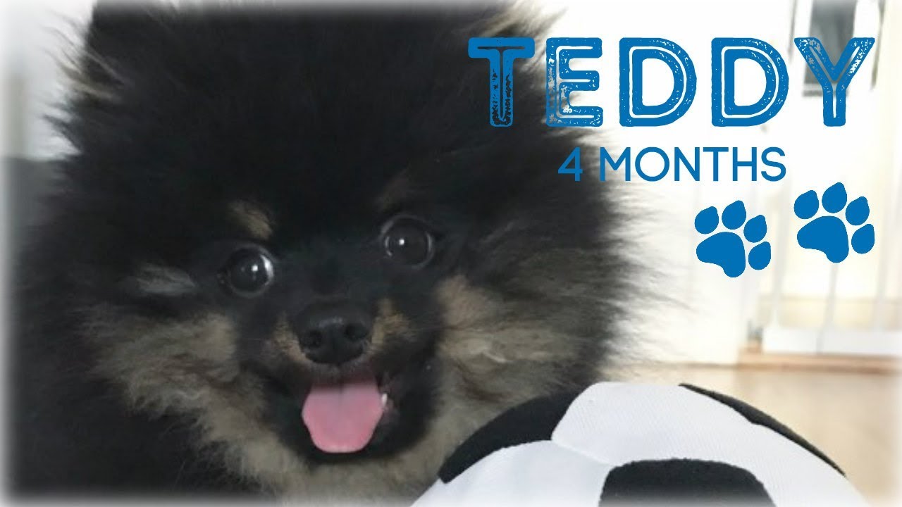 Teddy The Kleinspitz - 4 months