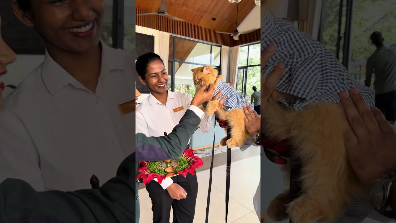 Pet Friendly Hotel in Munnar | Best view | IHCL Scenic | Plowythecat 