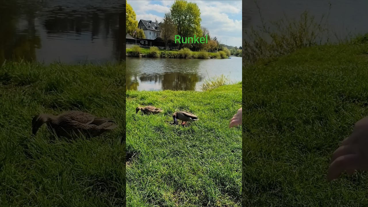 Runkel