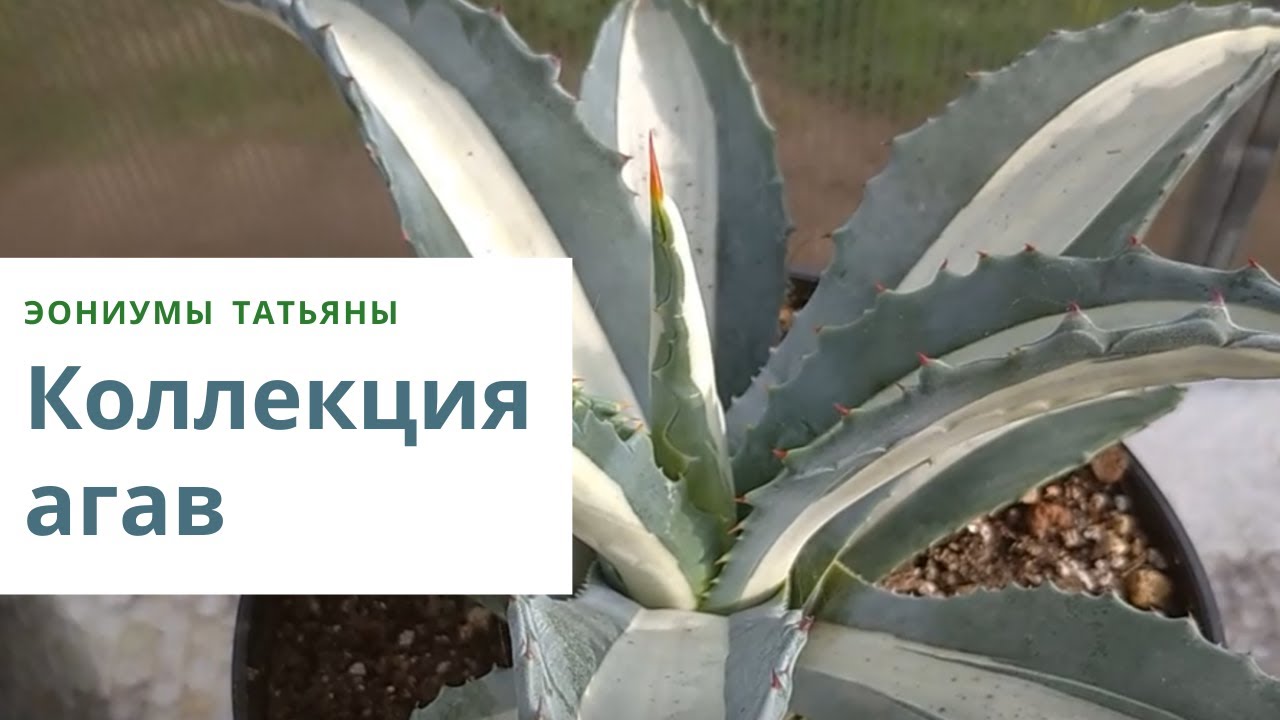 50. Моя коллекция агав. Сорта и виды.